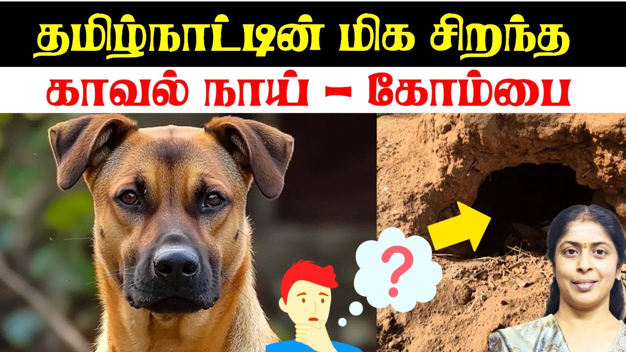 Kombai – The Pride of Tamil Nadu | Best Guard Dog | Loyal, Sharp & Protective - Part 1 #IndianBreeds