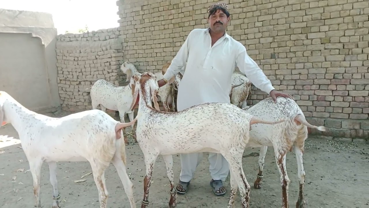 ماشااللہ بہت خوبصورت شوق چیک کریں 03211576592