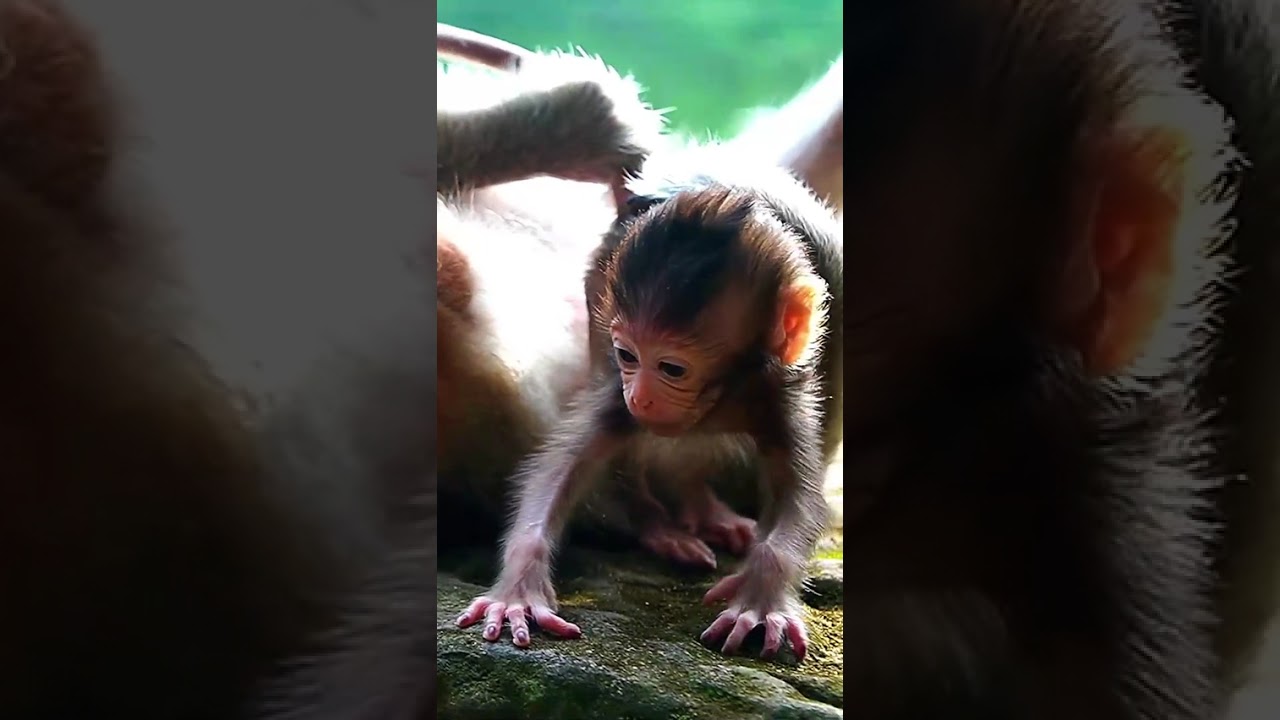 lovely baby monkey wants to walk but mom said no, | monkeynaturkh