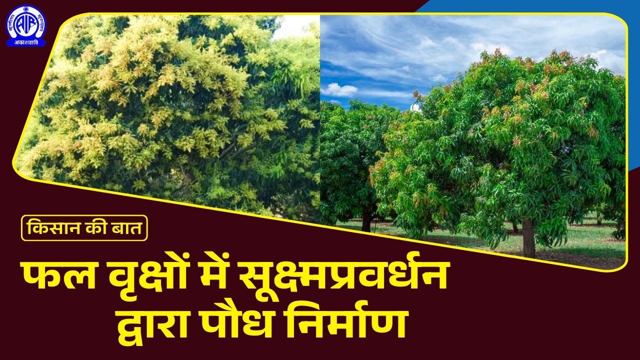 Kisan Ki Baat (किसान की बात) II फल वृक्षों में सूक्ष्मप्रवर्धन द्वारा पौध निर्माण