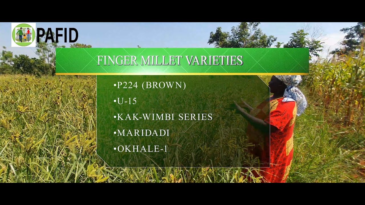 Why you should switch from maize to FINGER MILLET growing...!