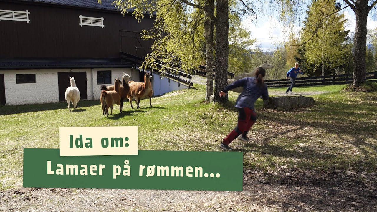 Lamaer på rømmen! 🦙💨  | Livet på Barnas Gård | Episode 3