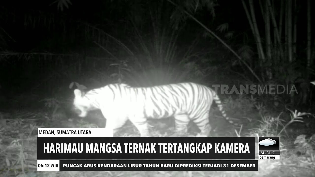 Harimau Mangsa Ternak Tertangkap Kamera | REDAKSI PAGI (29/12/20)
