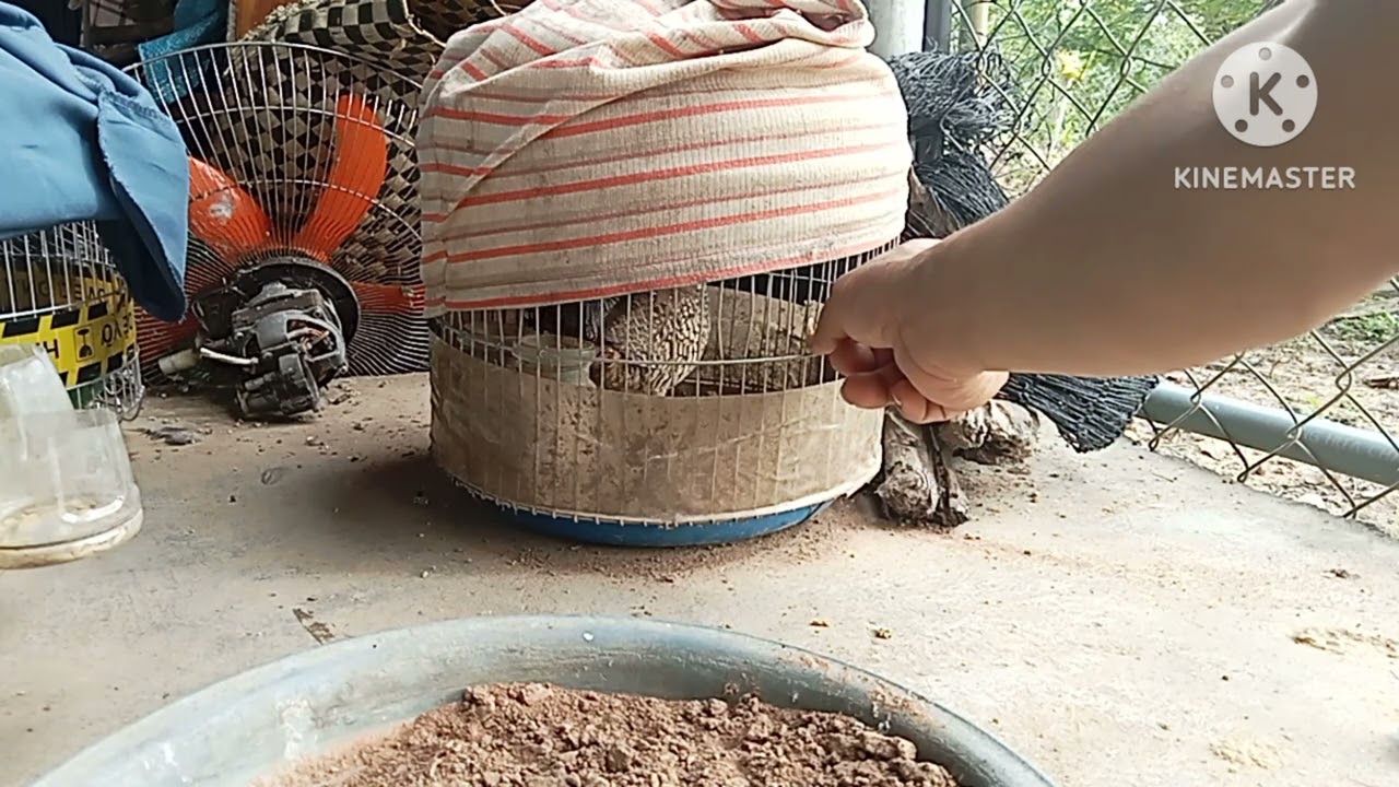 cách thuần,và thức ăn cho đa đa bổi mới về đơn giản mà hiệu quả.