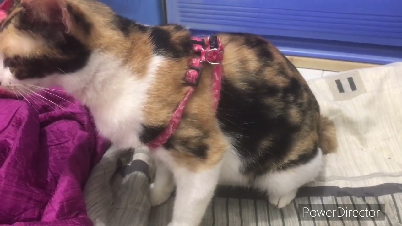 LIVE Cat giving birth | finally my adopted stray cat gave birth to 4 kittens