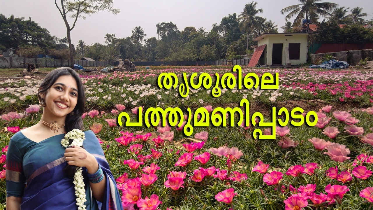 കശ്മീരിലെ ട്യൂലിപ് പാടം പോലൊരു പത്തുമണി പാടം തൃശൂർ ചന്ദ്രാപിന്നി അടുത്ത് l 2026 l വേറെ ലെവൽ l