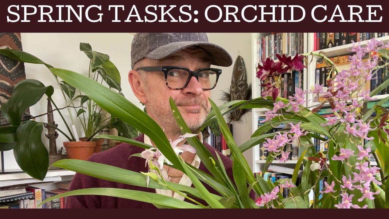 Spring tasks: orchid care general tips.