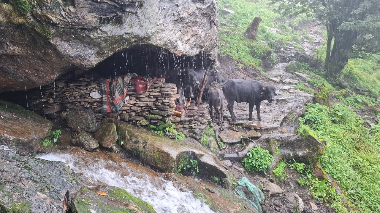 The Naturally Beautiful Rural Life During the Rain || Most Peaceful and Relaxing Shepherd Life ||