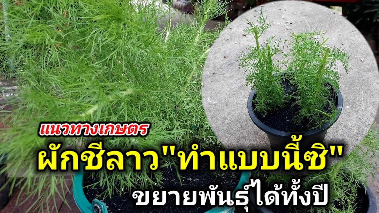 วิธีปลูก