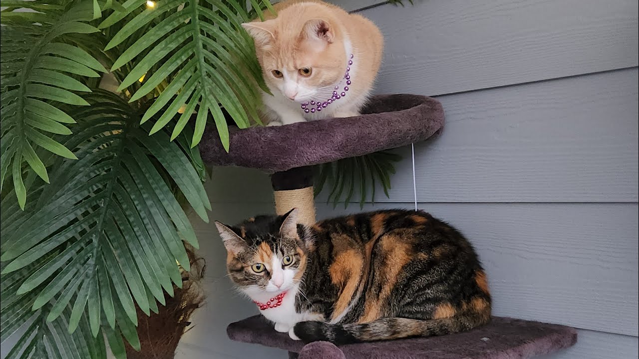 Coffee, Toast… and a Side of Cat Stares