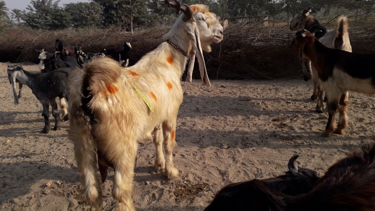 Daira Din Panah Goat Full Detail.Price.Market Value.