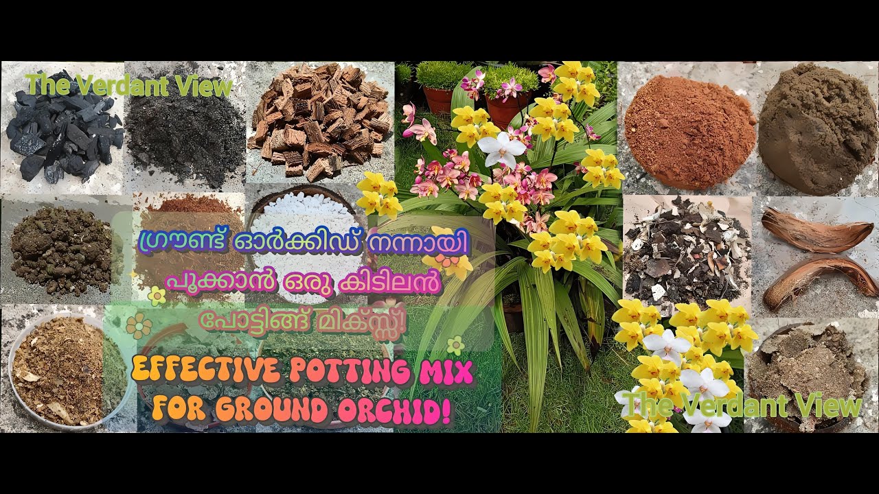 ഗ്രൗണ്ട് ഓർക്കിഡ് നല്ലപോലെ പൂക്കാൻ ഒരു കിടിലൻ പോട്ടിങ്ങ് മിക്സ്സ്! Ground Orchid Potting Mix!#viral