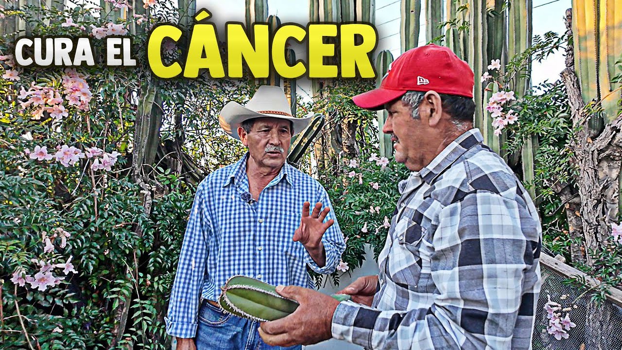 VIENEN DESDE LEJOS A BUSCAR ESTA PLANTA