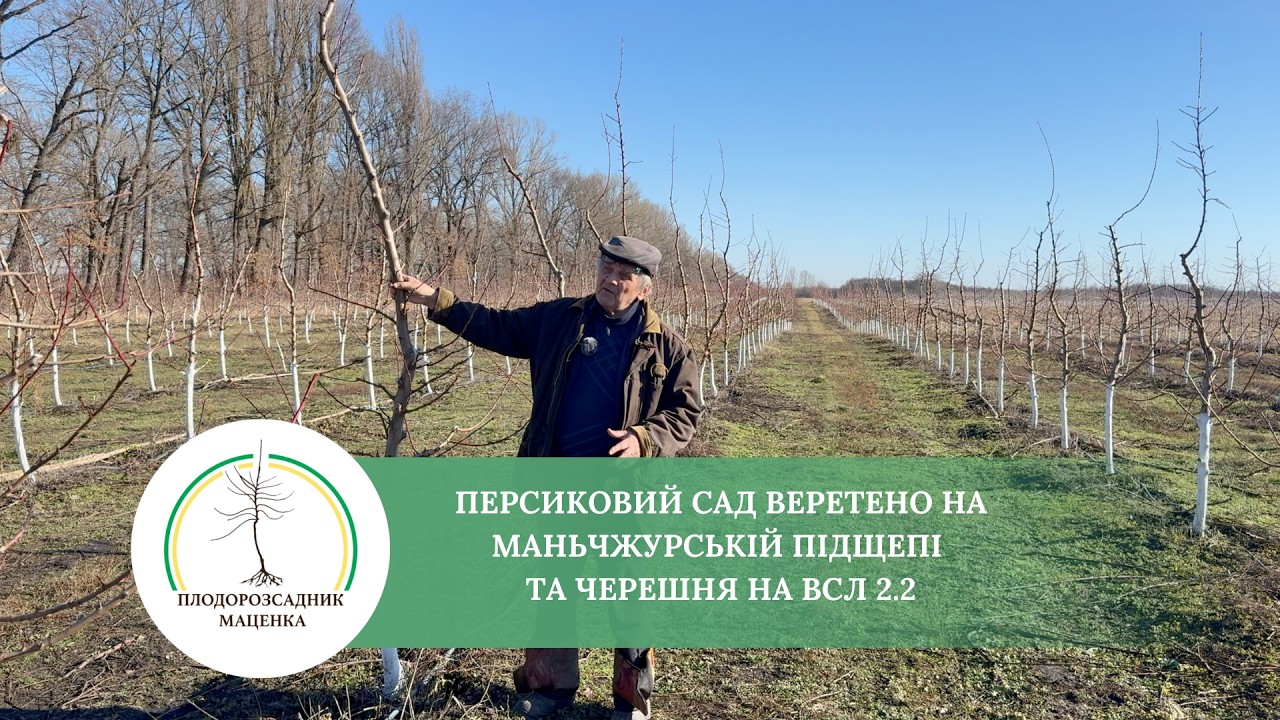 Персиковий сад Веретено на Маньчжурській підщепі та Черешня на ВСЛ 2.2