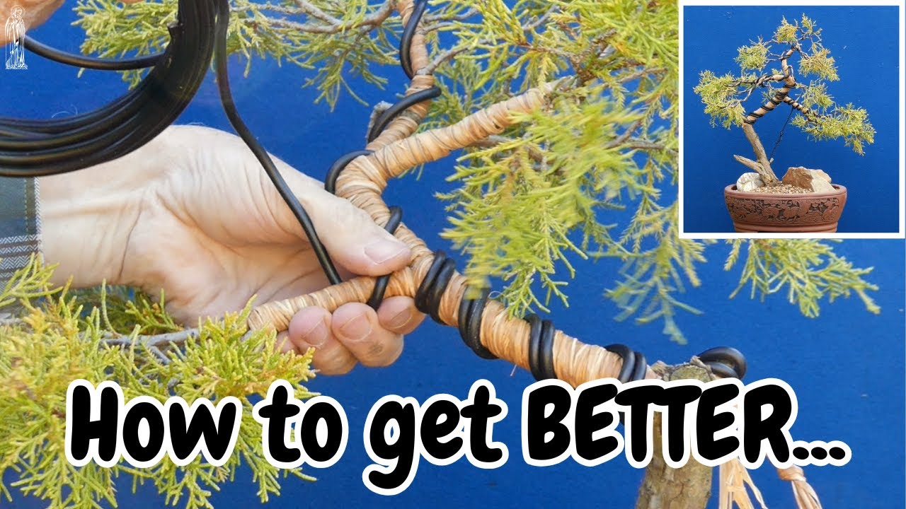 3 Simple RAFIA Tricks to Improve Your Bonsai Today