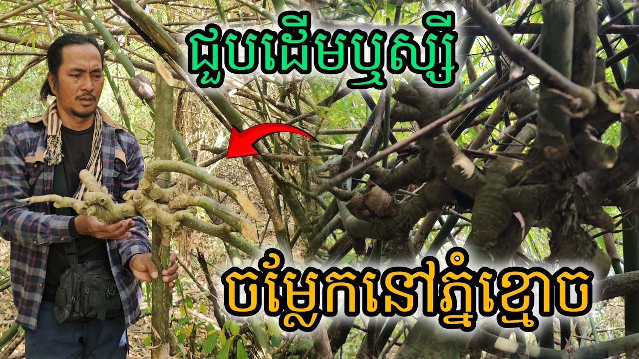 ជួបដើមឬស្សីចម្លែកនៅភ្នំខ្មោច