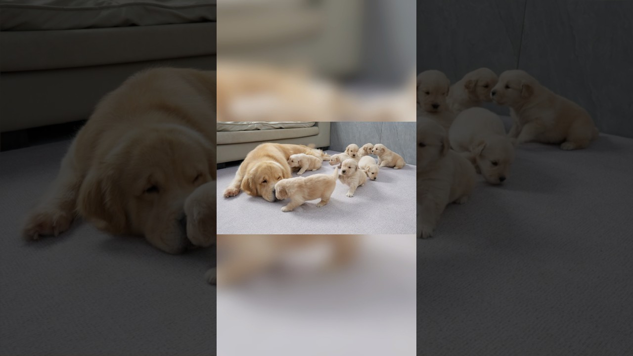 Golden Retriever Dad Meets His 8 Adorable Puppies for the First Time