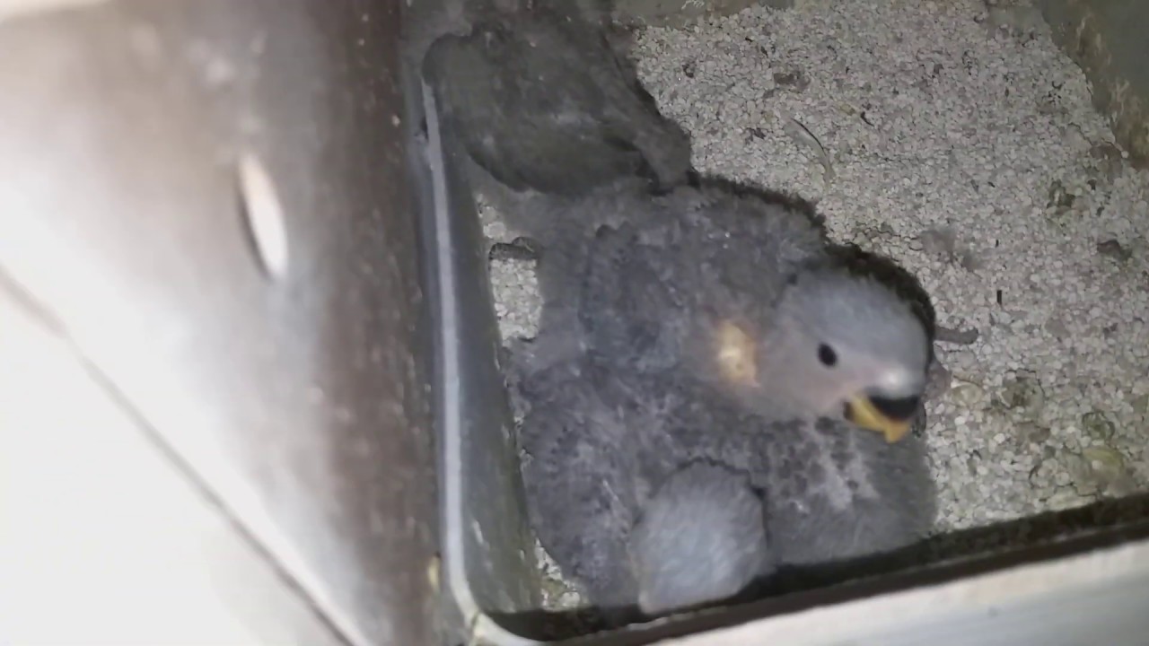 Sevda,Cennet, Forpus Üretimi Nasıl Yapılır/Üretim Tecrübelerim Lovebird ,Parottlet Mating
