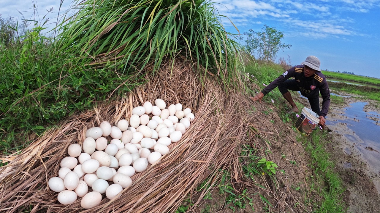Amazing - A man pick eggs in grass at rice field by lucky hand man pick a lot of duck eggs