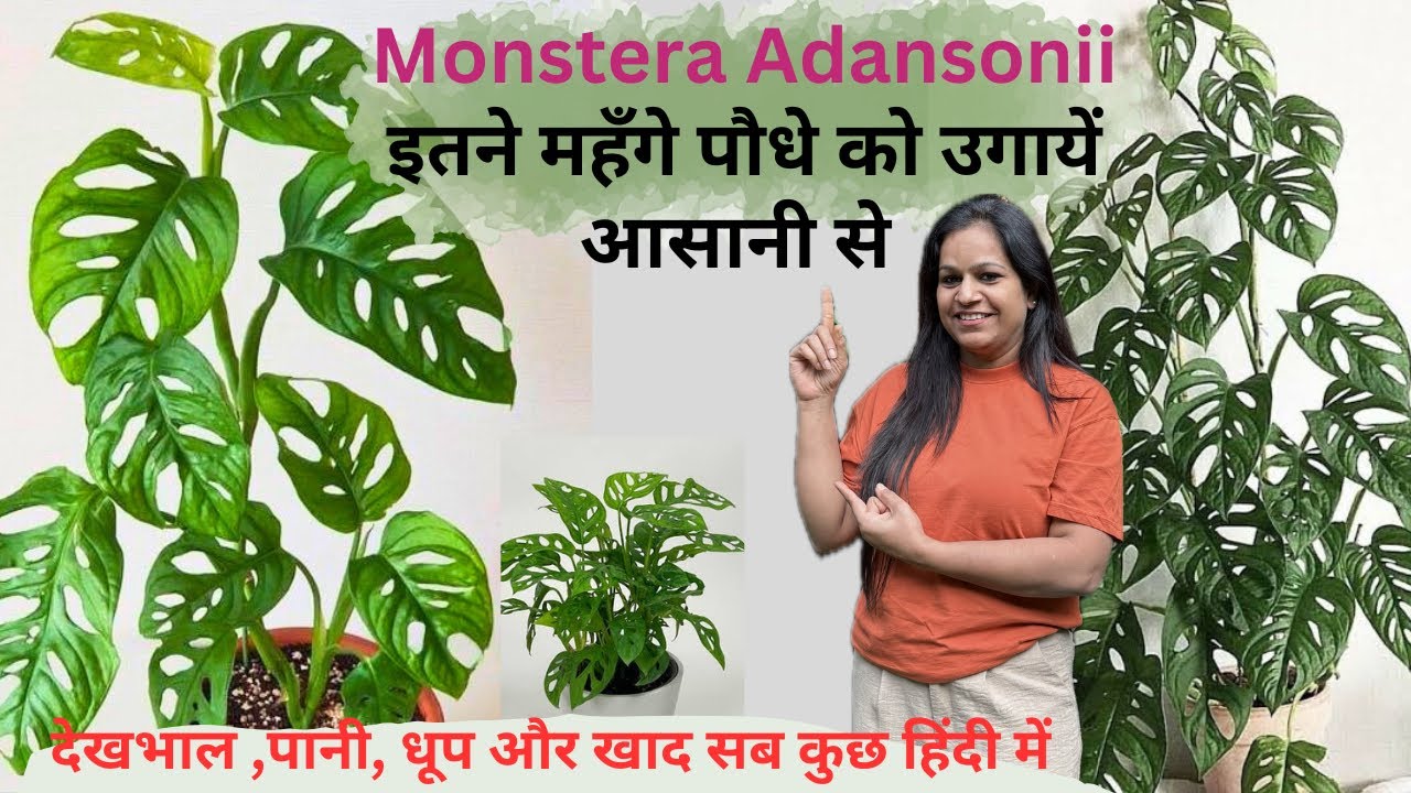 Monstera Adansonii की देखभाल: Broken Heart Leaf Plant । ये पौधा बस एक कटिंग से लग जाएगा—100% Success