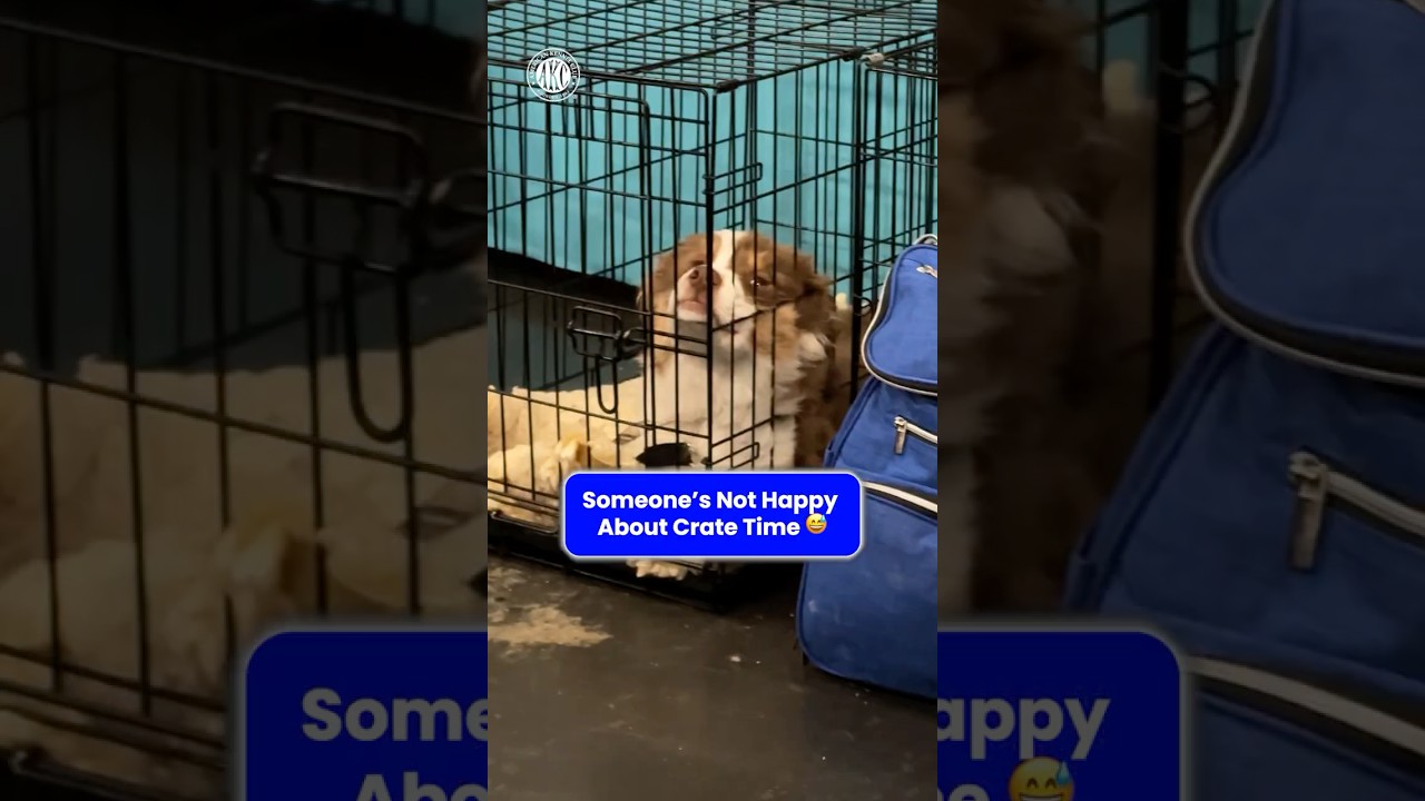 Someone&rsquo;s Not Happy About Crate Time #akcmeetthebreeds