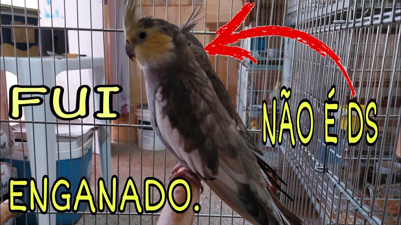 DESCOBRI QUE O DILUÍDO DOMINANTE QUE TENHO AQUI NA VERDADE É UMA MUTAÇÃO COMUM.