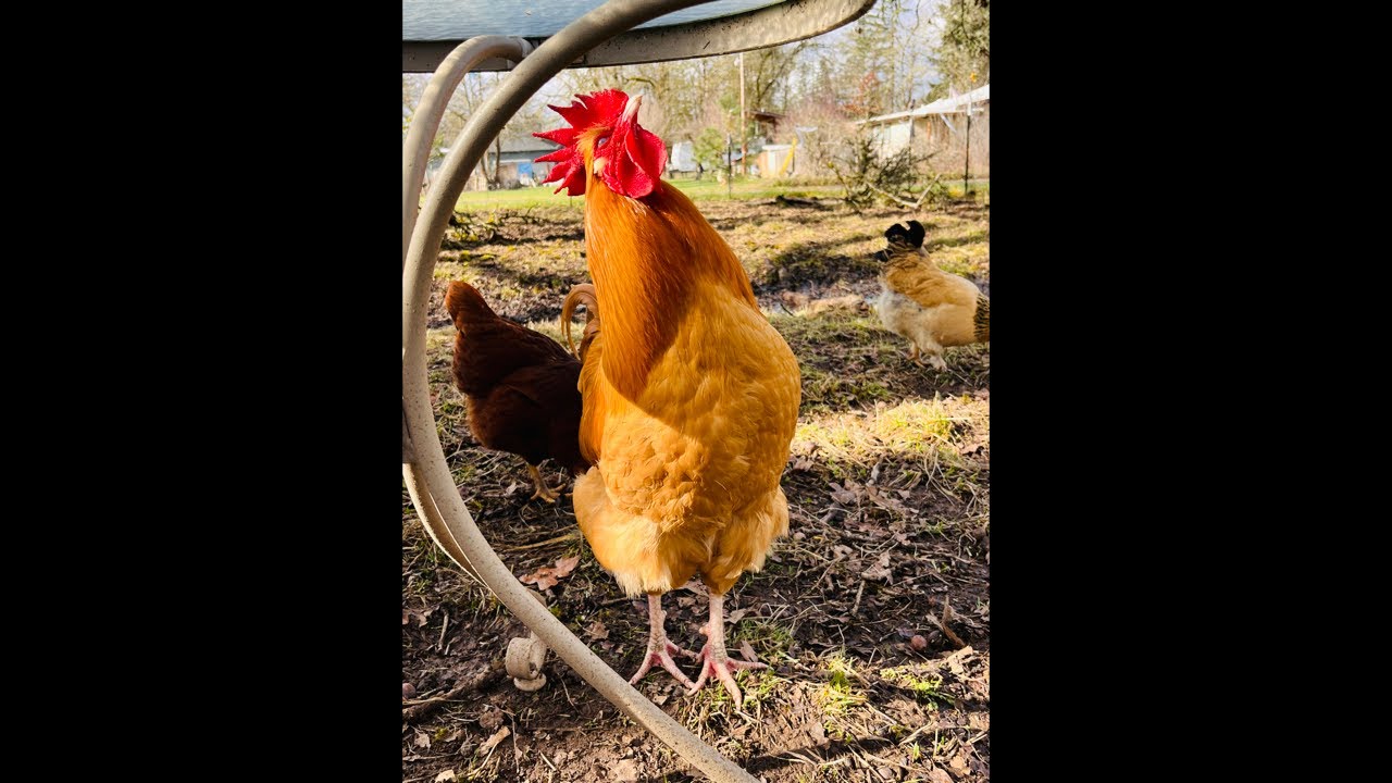 Clucky Chickens Live! Chickens Hanging Out On This Wet & Rainy Day ~ Relaxing