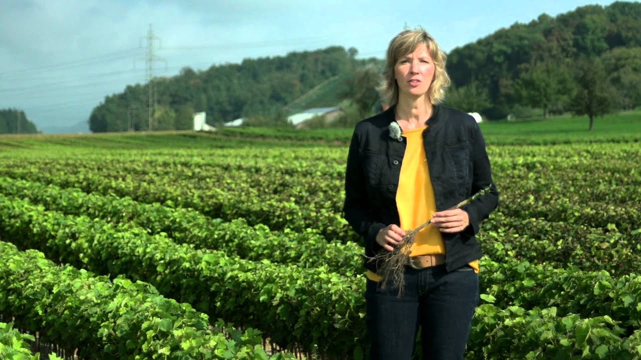 Brittas Weinlatein: Gepfropfte Weinreben