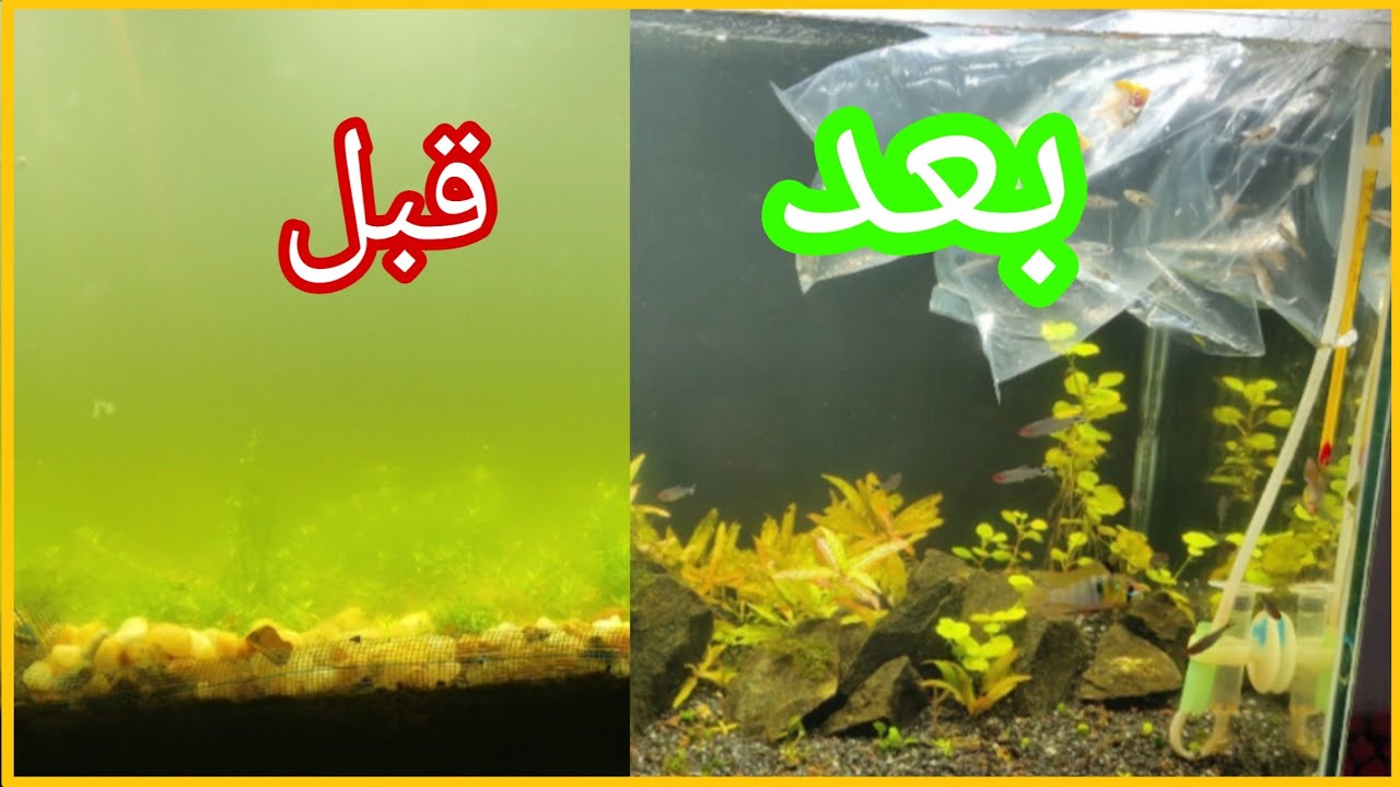 اسباب المياه الخضراء وعلاجها