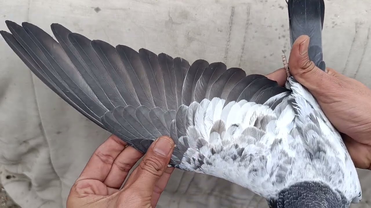Taddy Ferozpuri cross baby pigeons Home breed