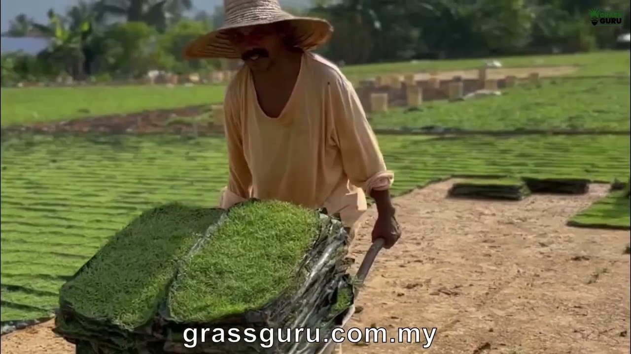 Cow Grass Supplier - Pembekal Rumput [Grass Guru]