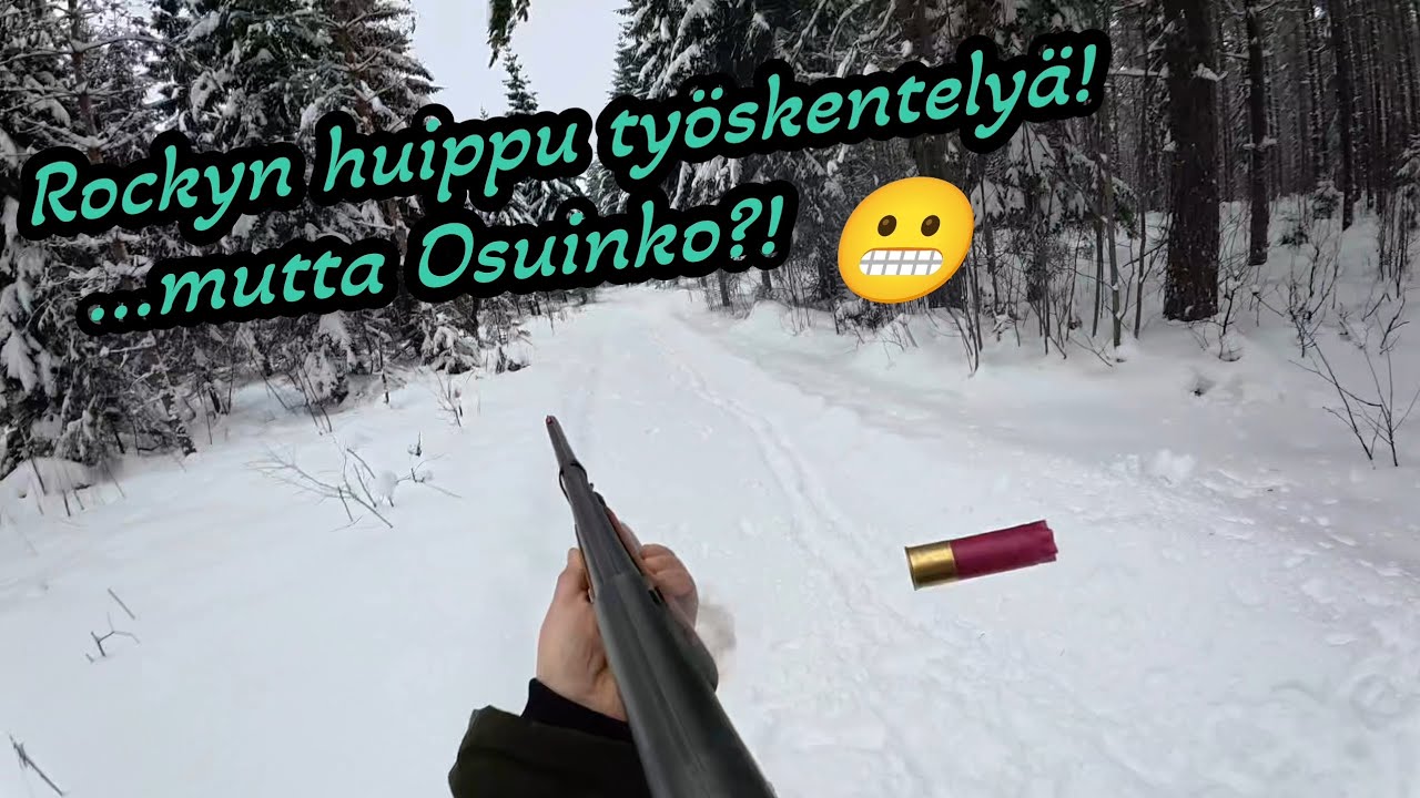 Oliko tuuria vai taitoa? 🧐#metsästys#suomenajokoira#jäniksenmetsästys#kettu#susi#suomi