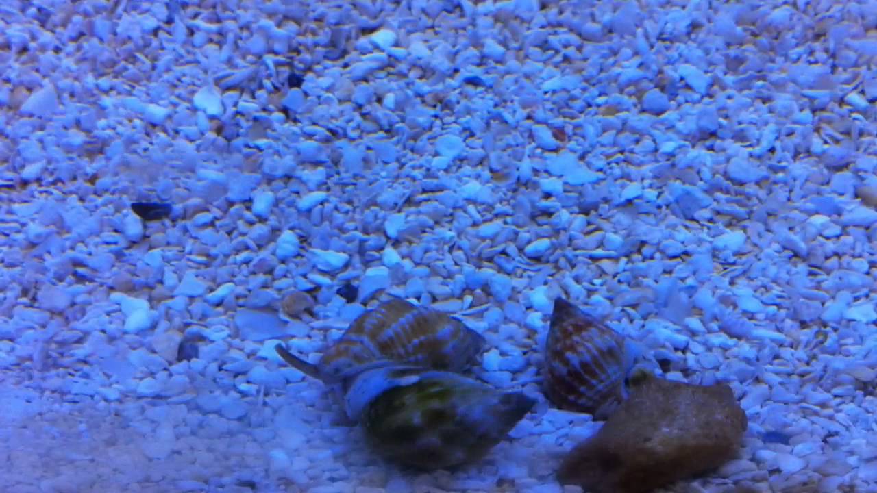 Nassarius snails spawning