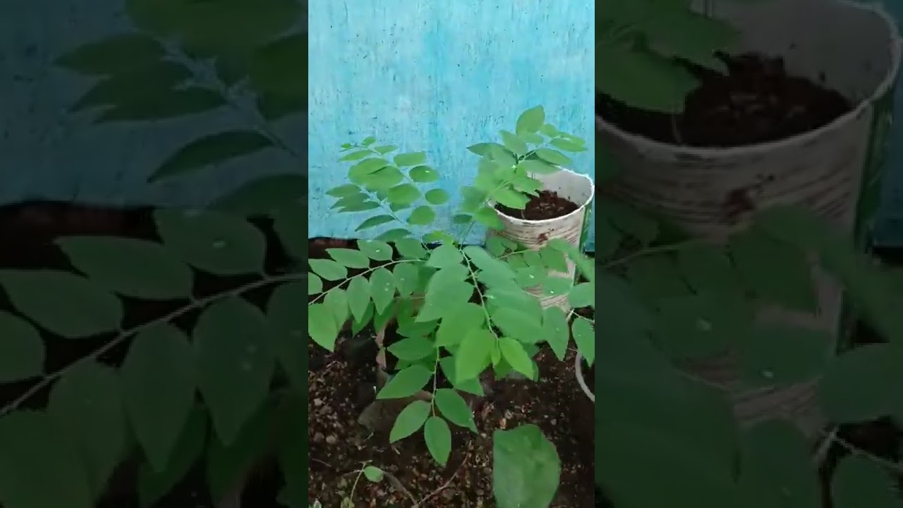 grow Amla from seed #shorts #amla #gooseberry
