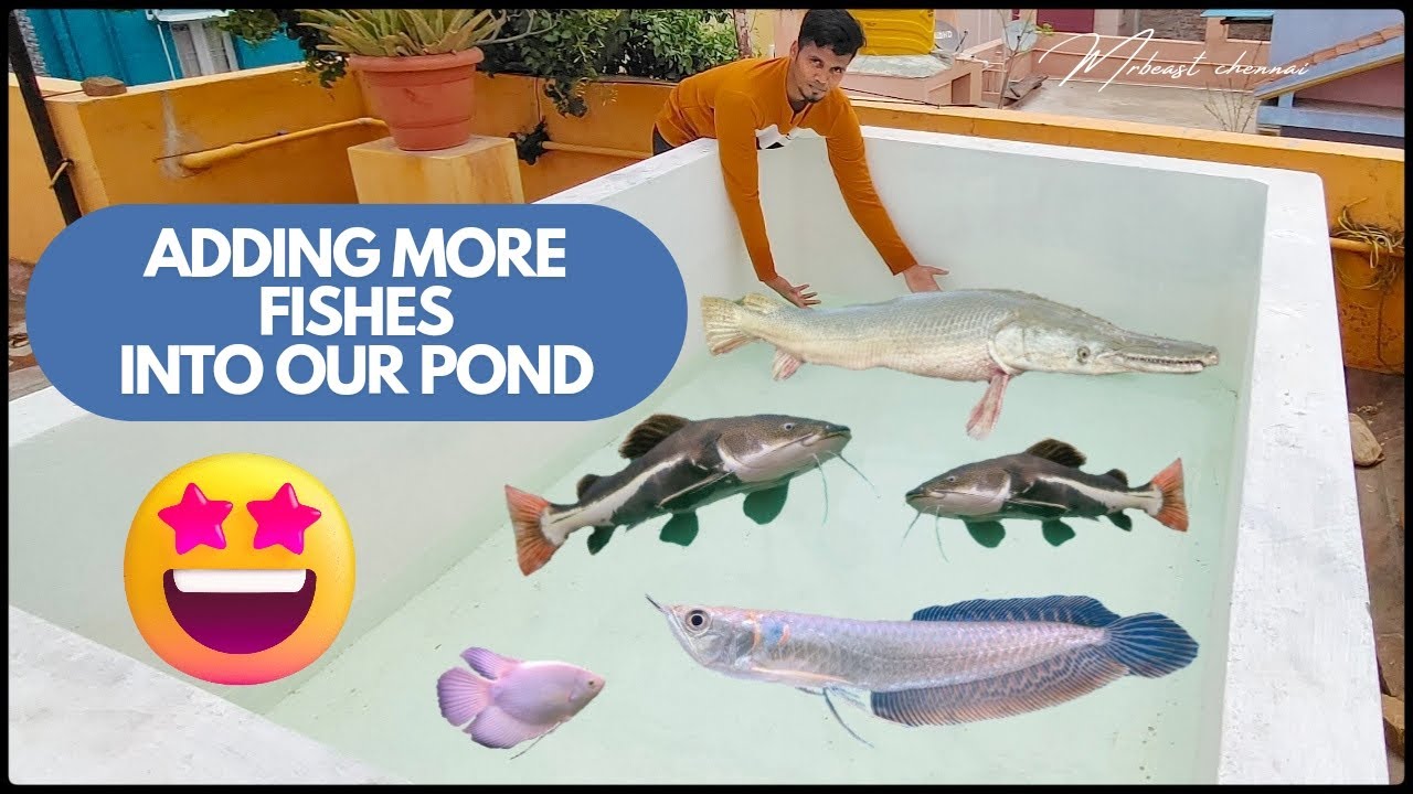 எல்ல மீனையும் நம்ம alligator gar  கூட ஒண்ணா விட்டாச்சு 🔥😱|aquarium|tamil|pond monster 🤩
