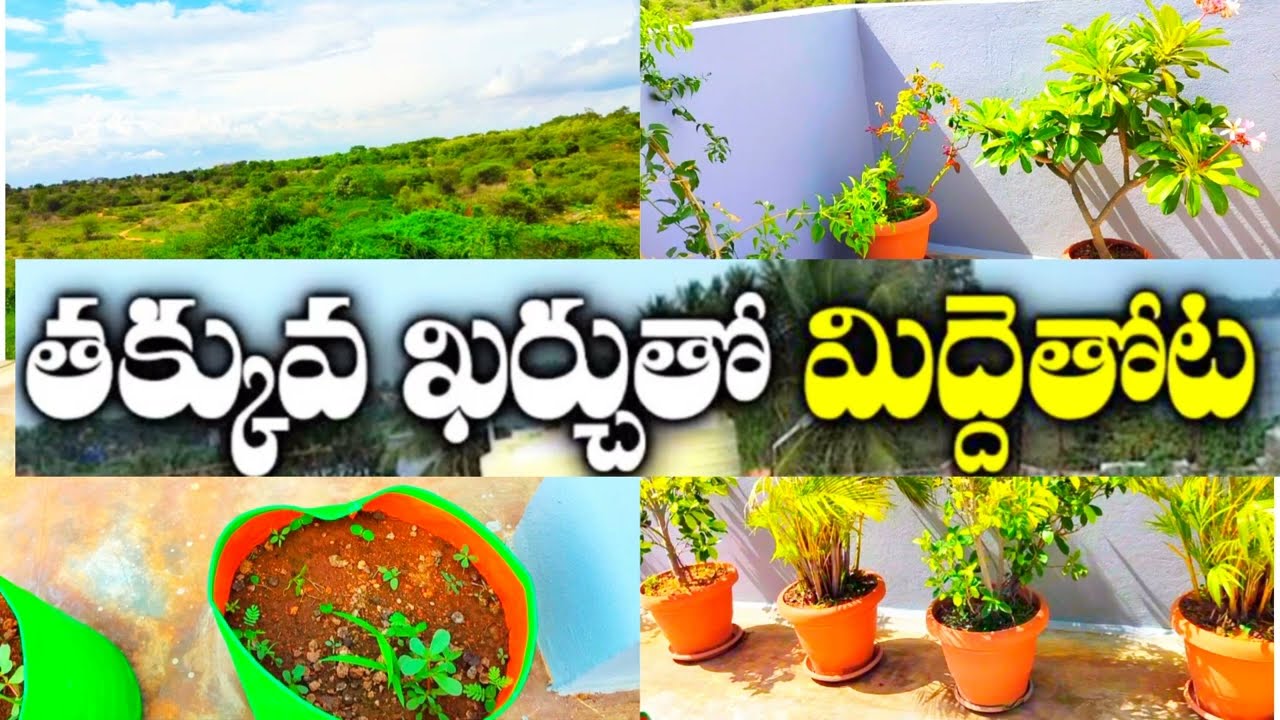 Terrace Gardening | Midde Thota | //@vinnu_potti_vlogs