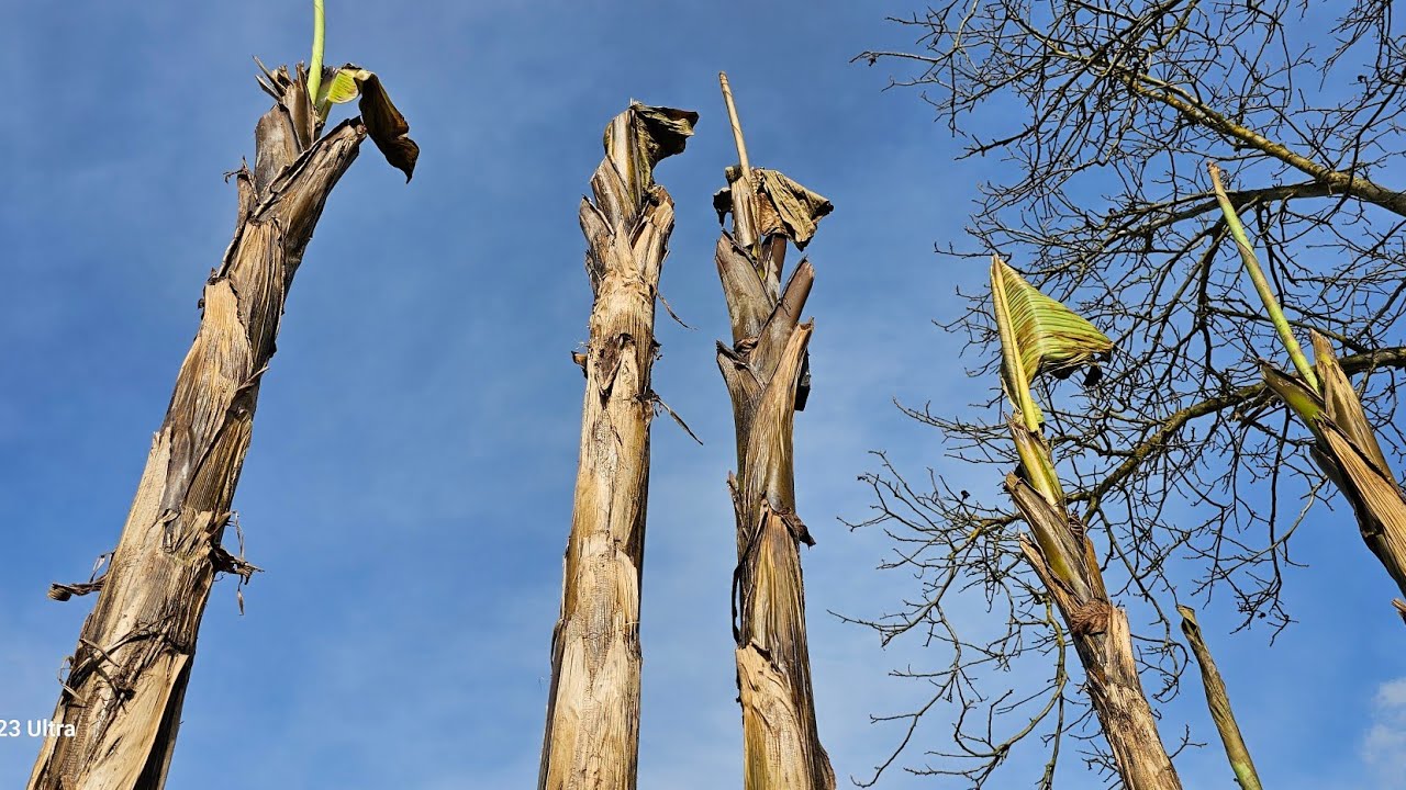 Basjoo już bez zabezpieczenia 24.02.24