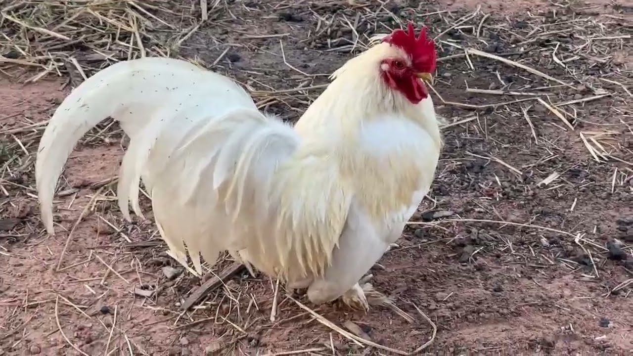 ไร่ภูวิวภูเวียง ชีวิตน้อยๆ