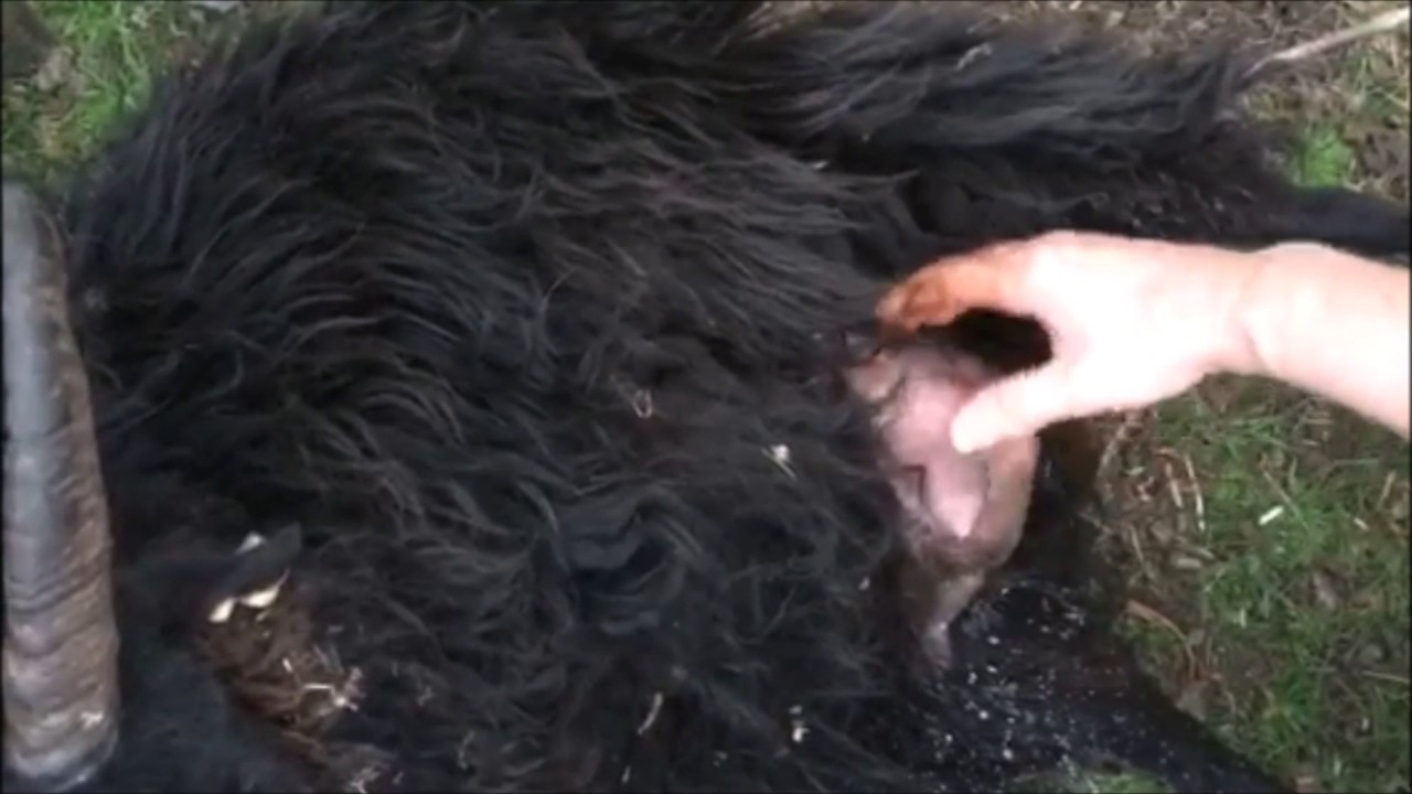 Vlog 5 | Mastitis - Having to milk a sheep