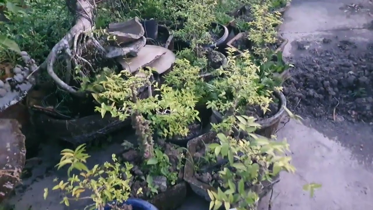 Buổi sớm dạo quanh vườn.
