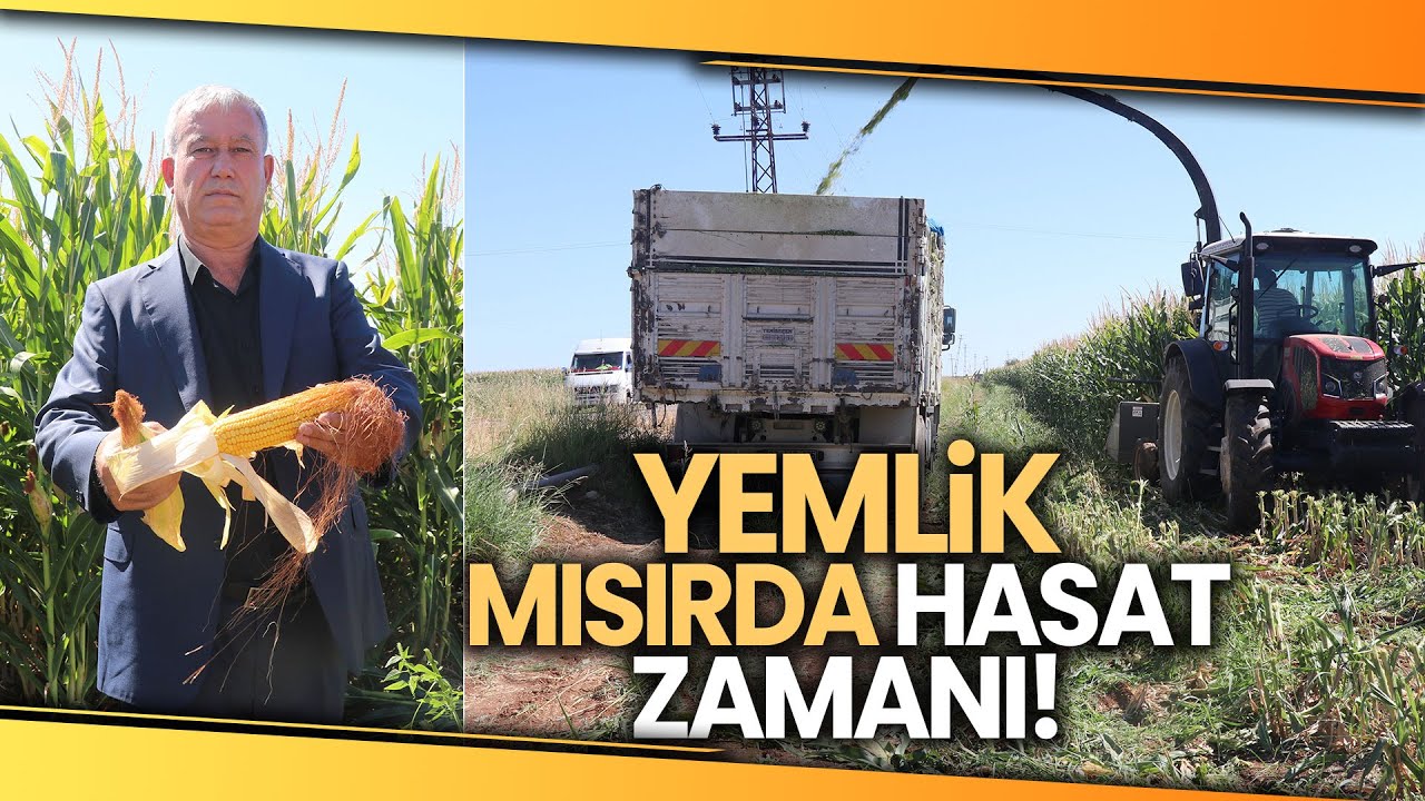 Yüksek Proteinli Mısır Silajı Daha Fazla Verim Sağlıyor