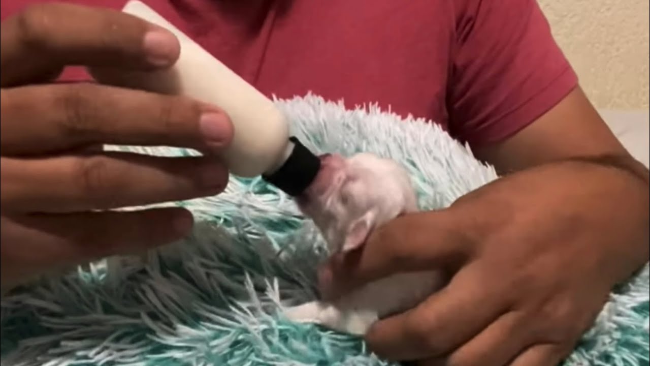 Leche CASERA para Cachorro RECIÉN NACIDO
