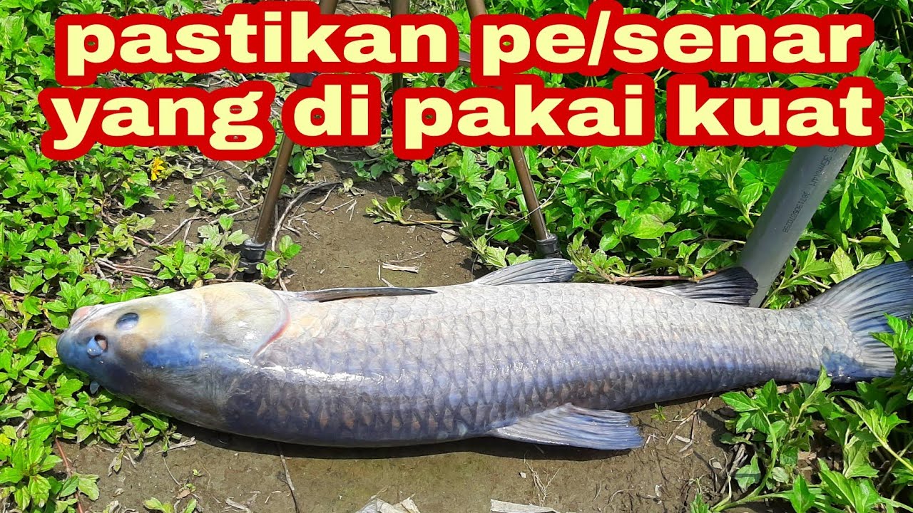 MANCING DI SUNGAI DAPAT IKAN MONSTER||SEPERTI MANCING DI SUNGAI AMAZON