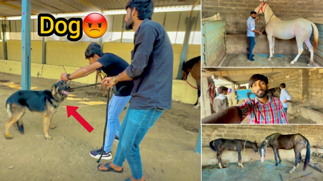 Aaj to hamare DOG ko chot lag gayi 🥺