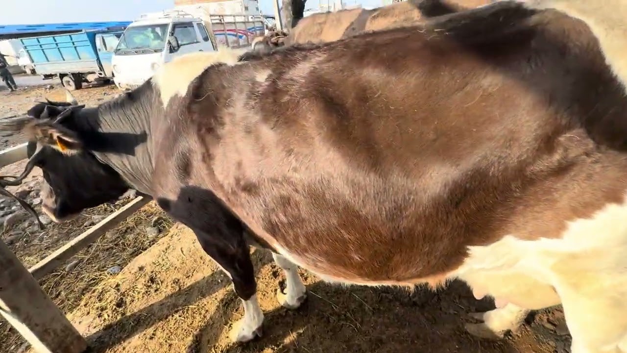 Уй базар сокулук мал базары 