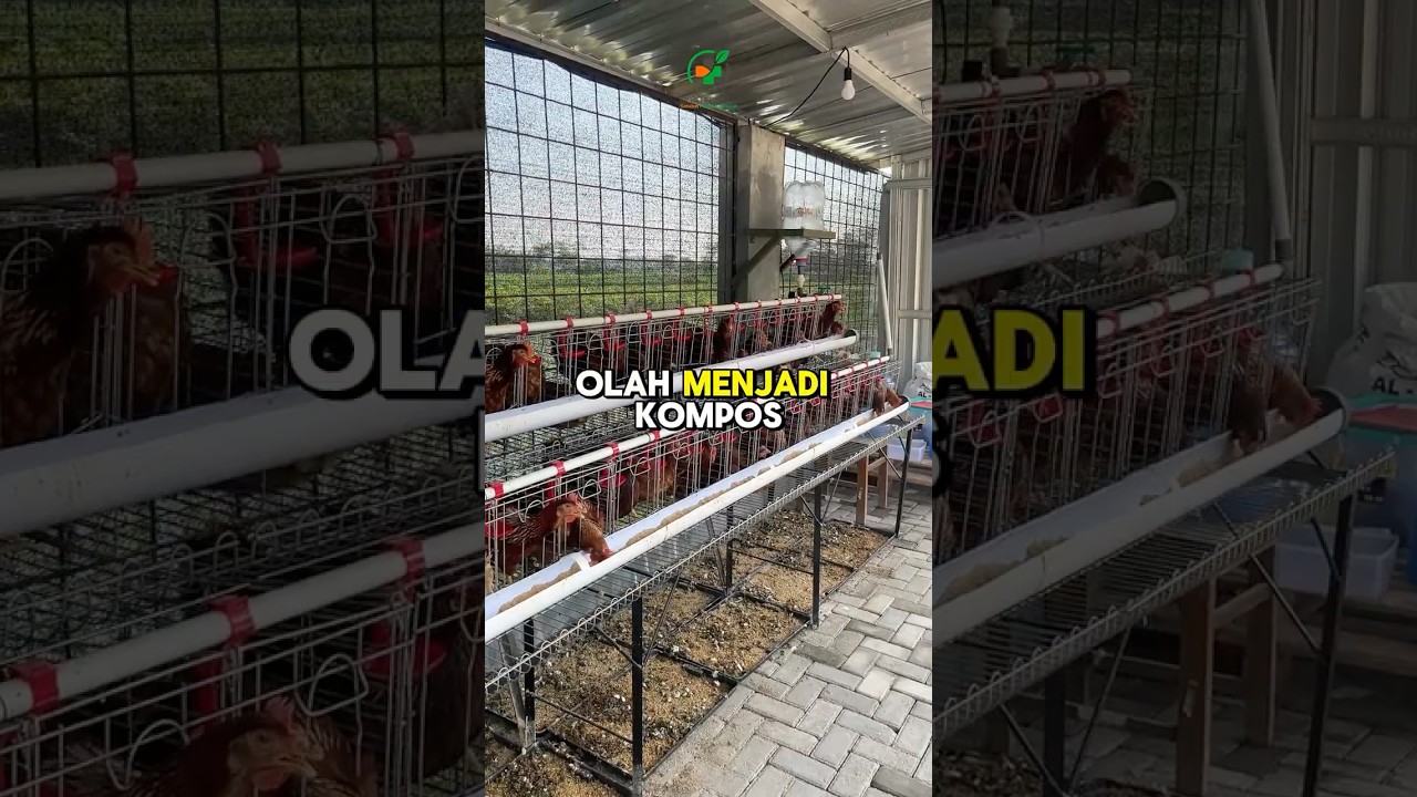 Bikin Ladang Cuan dengan Integrated Farming System! #pertanian #perikanan #peternakan
