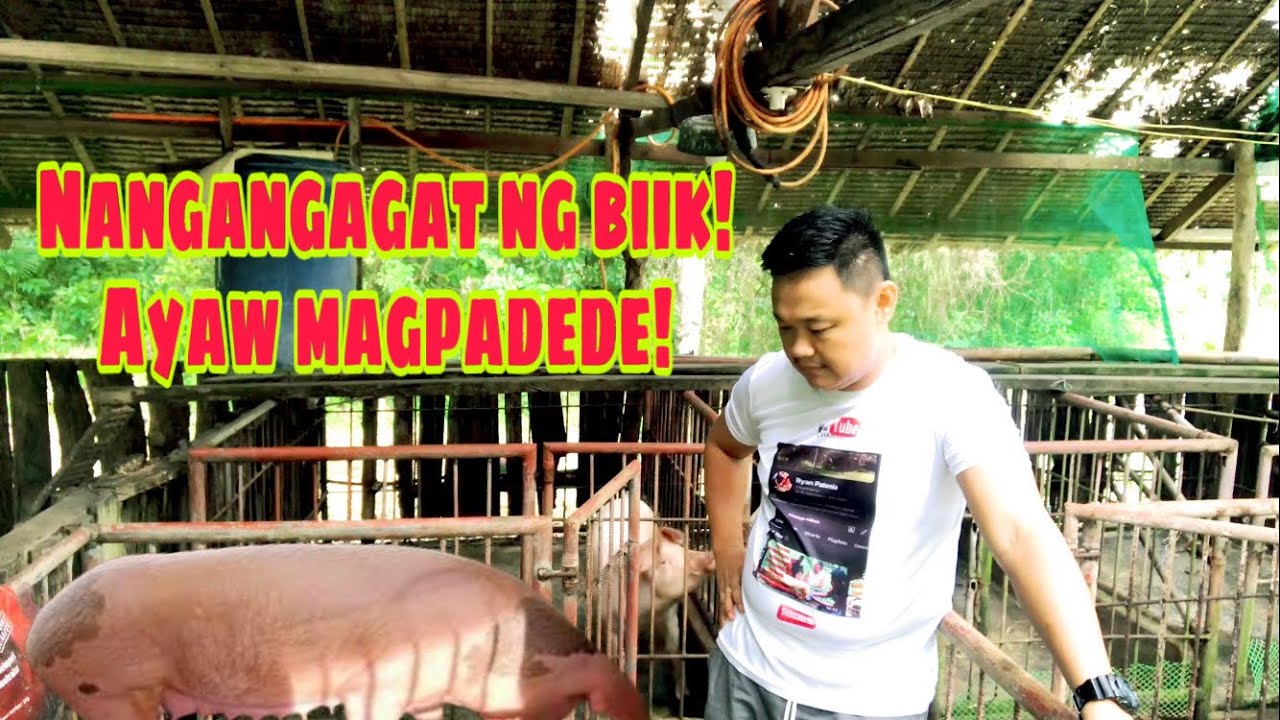 Bakit nangangagat ng mga biik ang inahing baboy | bakit ayaw magpapadede ang inahing baboy |