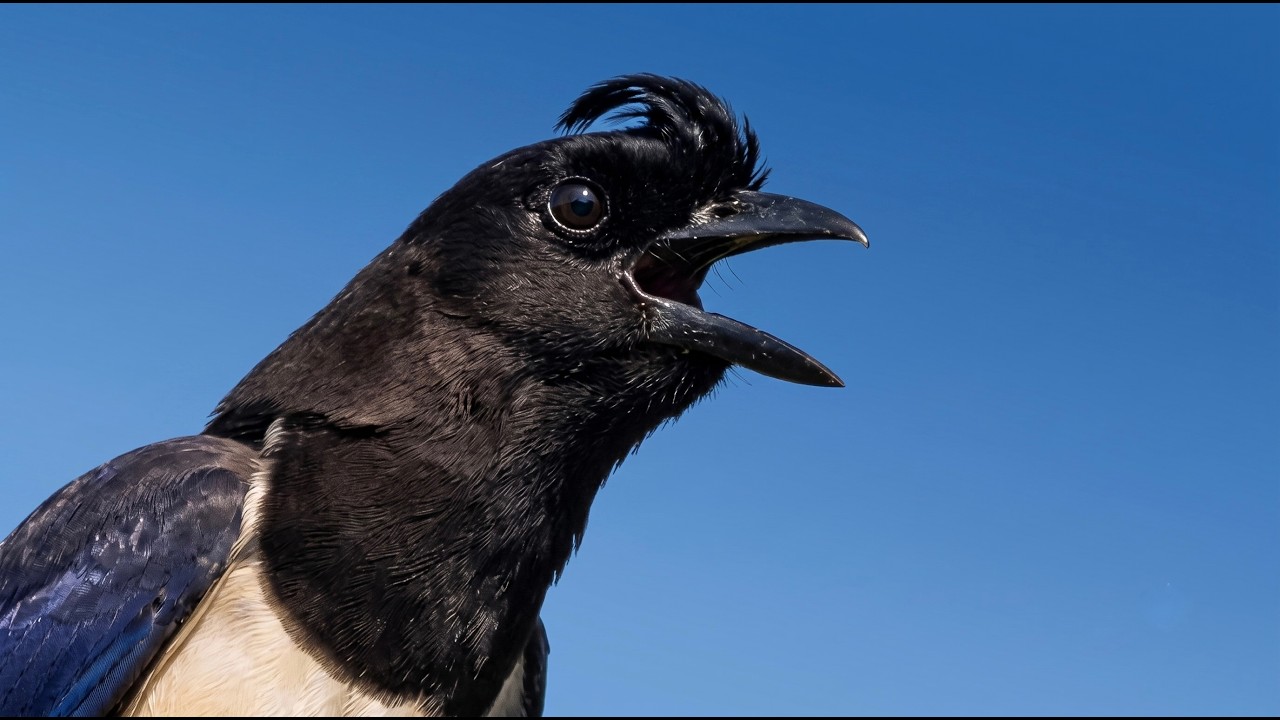 CANTO DA GRALHA, Gralha do Campo Cantando, Canc&atilde;o 😄🎶🐦