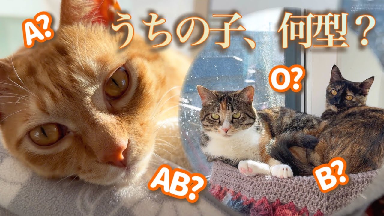 うちの子、何型？血液型で見る3にゃんずの性格分析（※妄想です）