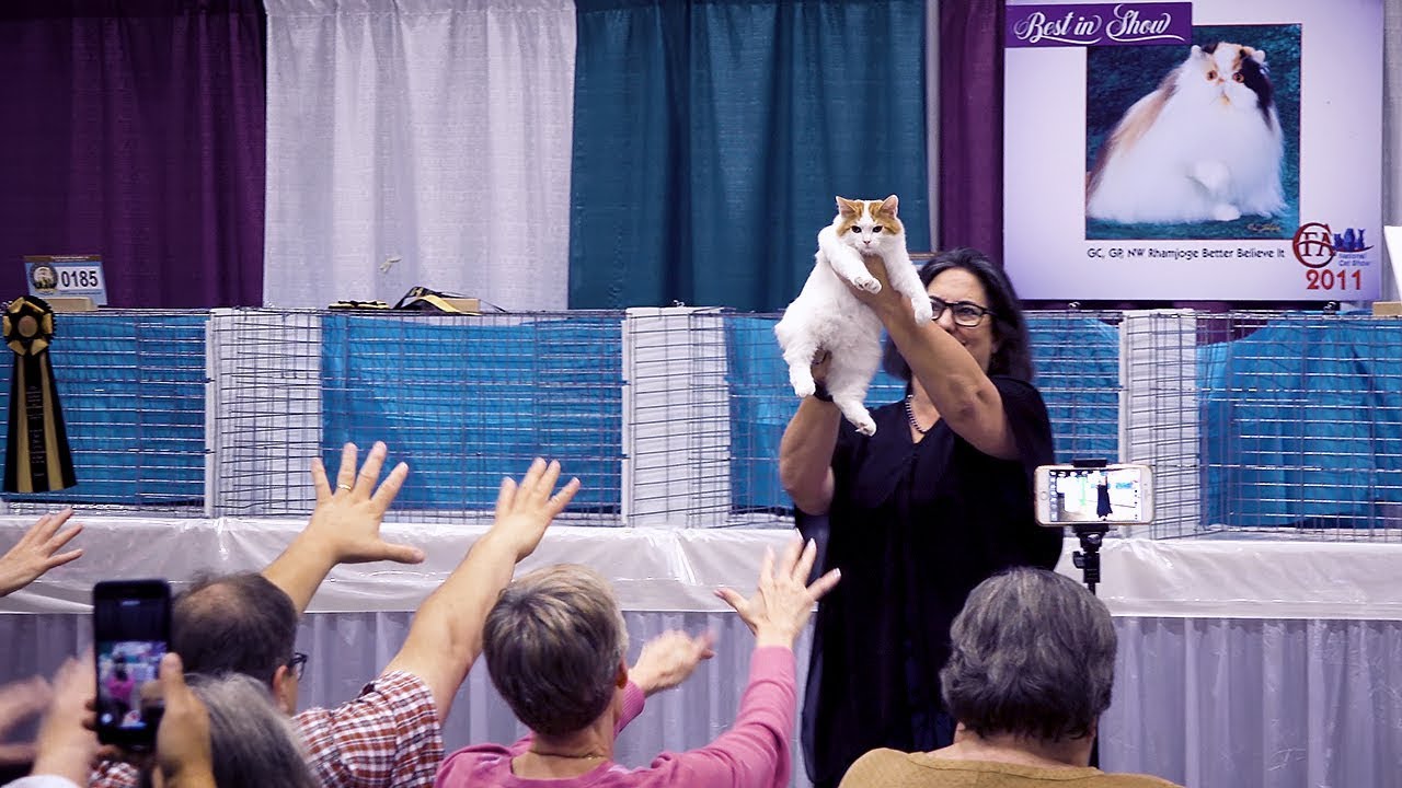 CFA International Cat Show 2018 - Best of the Best